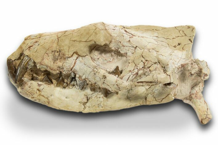 Fossil Hyaenodon Skull - South Dakota #314720